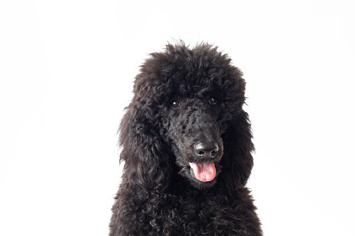 Portrait of a black poodle, white background.
