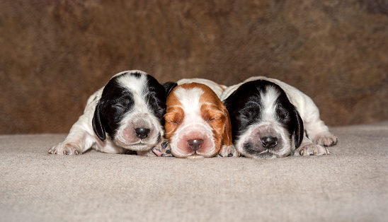 Three cute newborn hunting spaniel puppies. Tiny puppies with different hair colors on a soft bed. Hunting dog.