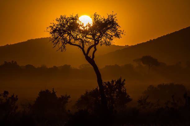 Sunrise at Masai Mara with Acacia Tree