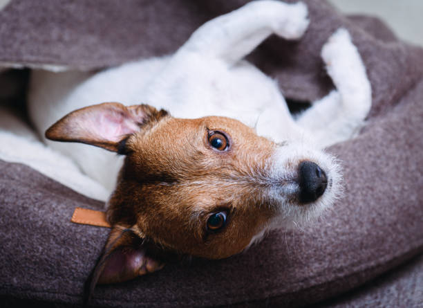 istock Dog lying on its back and having rest in doggy bed looking into camera 2150339251