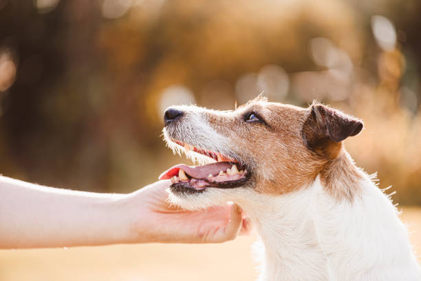 Dog owner caress her loyal dog looking back with love and affection