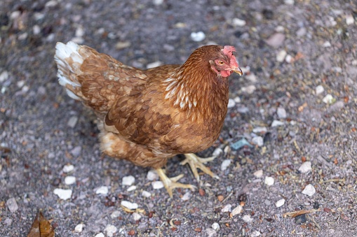 Poultry - brown hen with a red comb on her head - laying hen - female animal