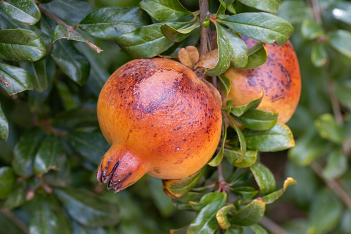 Ripe orange-red pomegranate fruit on the tree (2 pieces) - leaves