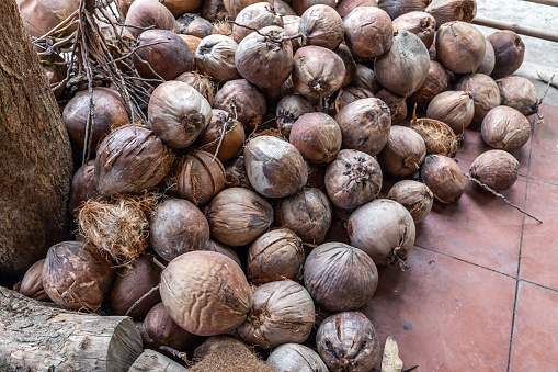 Coconuts ready for processing in a coconut products factory, Mekong River Delta, Vietnam