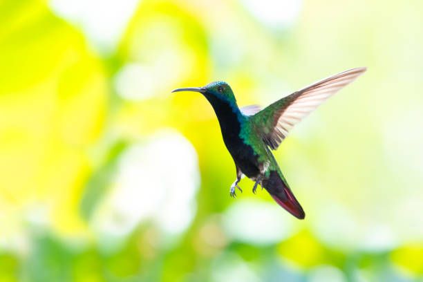 istock Black-throated Mango hummingbird hovering in the air with bright background 2150339980