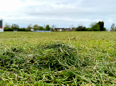 A heap of freshly mown grass on a meadow.