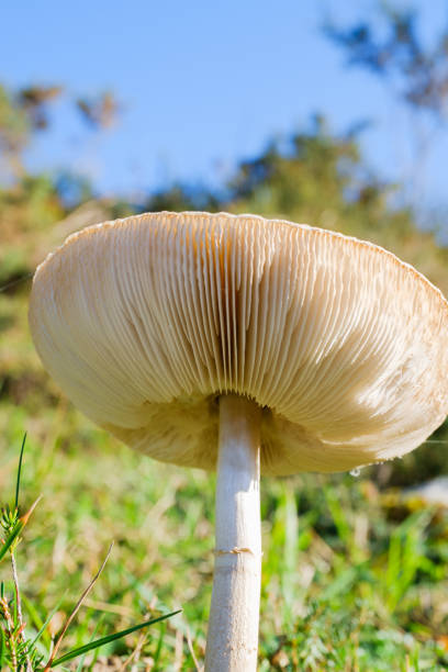 A large wild mushroom is seen from below. Wild nature and autumn concept