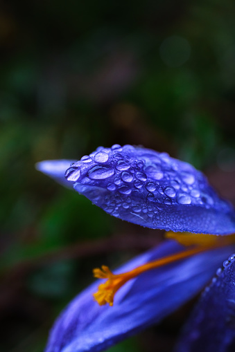 Detail of a purple flower with water drops. Concept of autumn and winter cold.