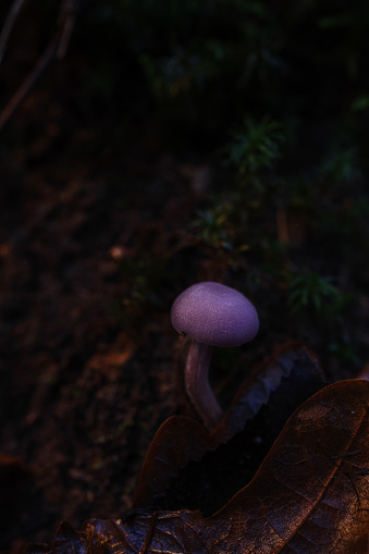 A purple mushroom grows upward in a dimly lit field. Concept of wild mushrooms in autumn.