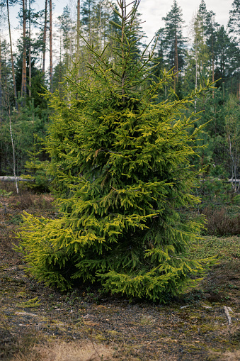 A young fir tree stands out amidst the pine trees in a forest setting.