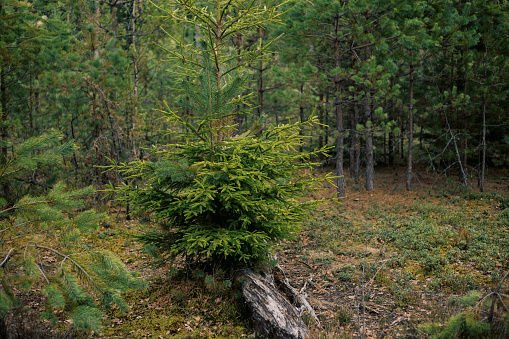 A young fir tree stands out amidst the pine trees in a forest setting.