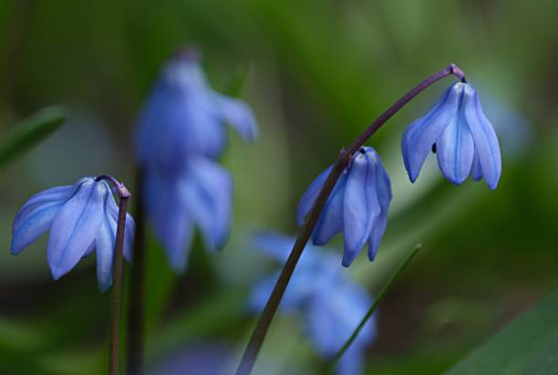 istock blue snowdrop flowers on a green background. spring. coppice, primroses 2150343343