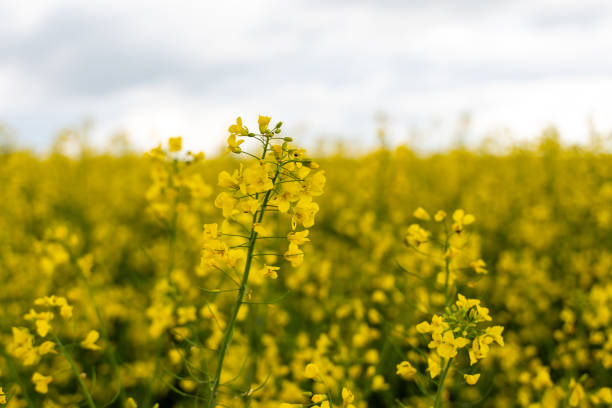 istock Yellow rapeseed field on a cloudy day. 2150344026