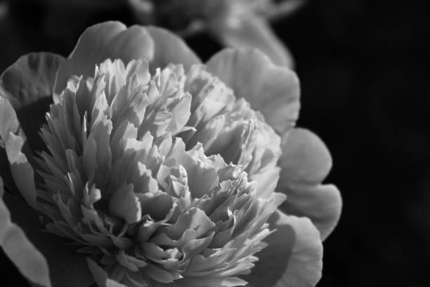 istock Abstract Peony blossom in black and white macro 2150345203
