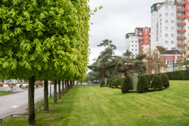 Neatly trimmed trees and park lawn. Trimmed trees close-up.