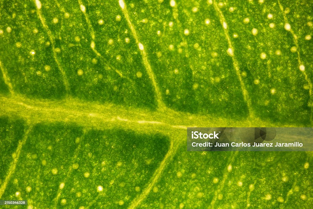 Microscope In Tree Ficus Tree Leaf Under The Microscope Optical Microscope X50 ...