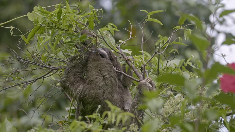 Pair of three fingered sloths lovingly share green leaves in forest canopy Costa Rica