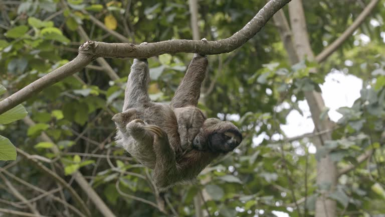 Loving Mother Sloth cuddles onto baby as she hangs casually from rainforest treetops