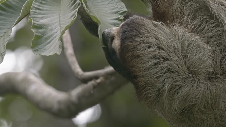 Hairy three fingered sloth feeding on juicy forest cecropia leaves CLOSE-UP