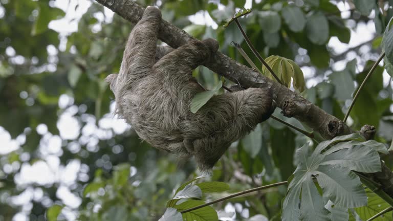 A Sloth blends with the tree canopy providing superb camouflage in the rainforest