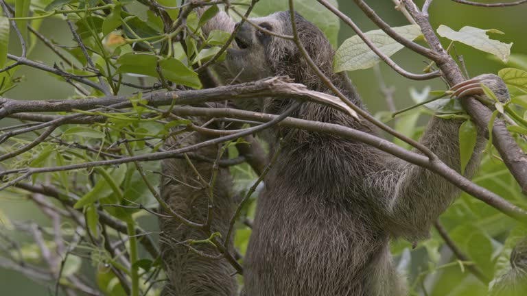 Three fingered sloth eating juicy cecropia leaves off the branches in Costa Rican forest
