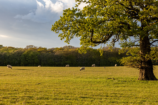 A rural Sussex landscape with sheep grazing in a field on a sunny evening