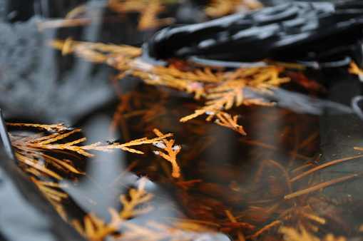 Evergreen foliage floating on water.