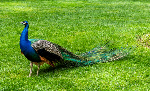 istock Peacock. Peacock in nature. Peacock walking on grass. 2150348847