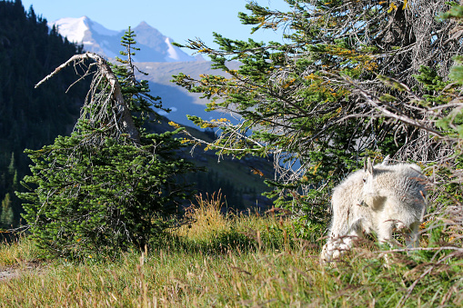 Mountain goat in Glacier National Park looking over his shoulder at landscape with snow covered mountain range in the background