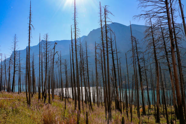 view of mountain range and lake through burnt forest with sun shining down and golden field in the foreground