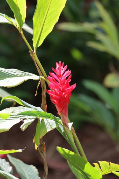 istock color in tropical climate vegetation 2150350468