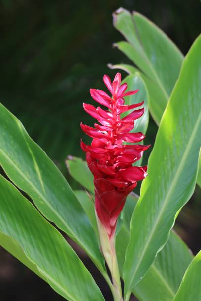 istock color in tropical climate vegetation 2150350470
