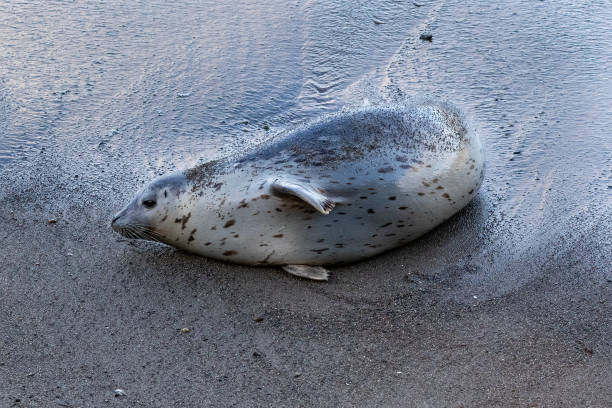 A close-up of a harbor seal in serene water, its head above the surface, displaying its charming and inquisitive expression. The seal's spotted coat adds to the natural ambiance of the scene.
