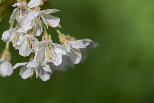 Close-up of delicate white cherry blossoms blooming in spring. The blossoms protrude into the picture from the side. The background is green with light. There is space for text