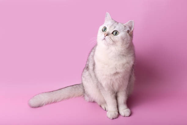istock Charming white cat sitting isolated on pink background, looking away 2150351077
