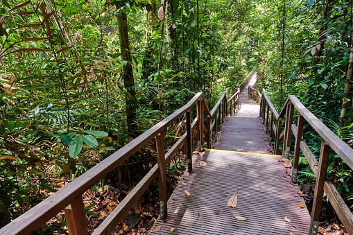 MacRitchie Nature Trail, a popular trail walking trail that circumnavigates the reservoir. Singapore.