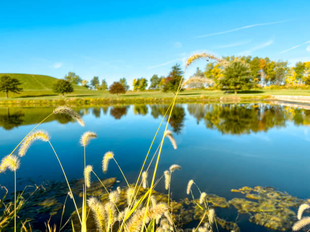 Tall reed grasses grow in front of a marsh pond. Beautiful green hill and trees reflect upon the surface of the pond. Minimalist nature background.