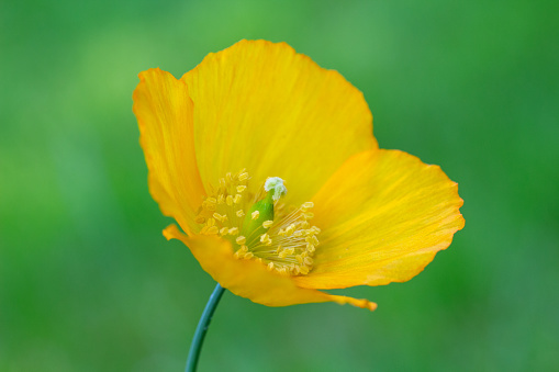 Close-up image of a Meconopsis cambrica - Welsh Poppy