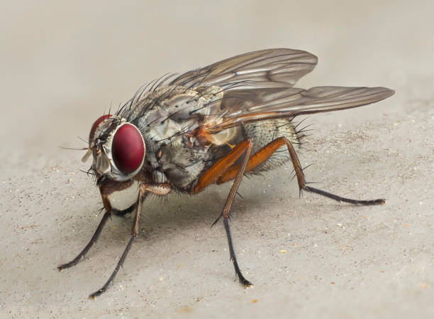 istock An Extreme Close-up Focus Stacked Image of a Commom House Fly 2150355309