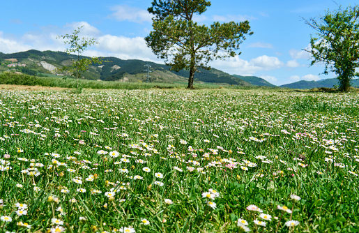 Vibrant field of flowers with lush mountains and trees in the background, depicting nature’s harmony.