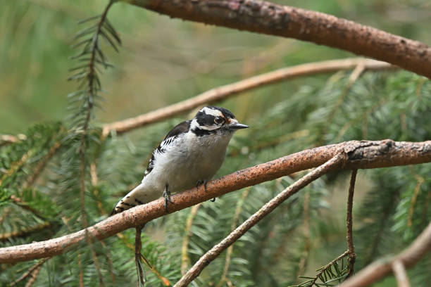 Female downy woodpecker (lacking the red nape of the male) on white spruce branch in the Connecticut woods, looking at camera, with copy space at the top