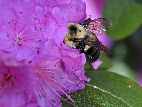 Bumblebee with head buried in rhododendron flower as it gathers pollen