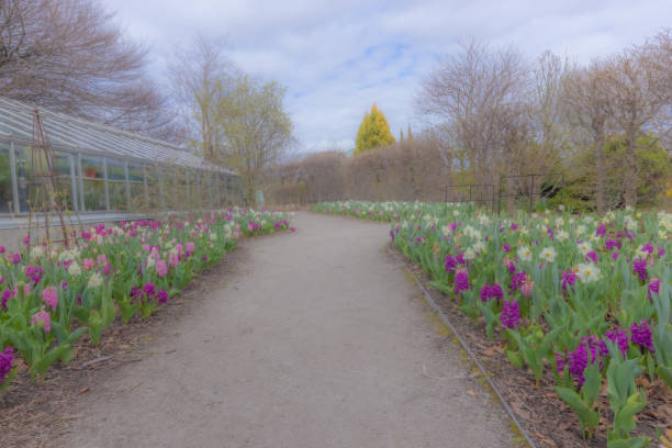 Tulips, Hyacinths and Daffodils bloming at Edwards Gardens.