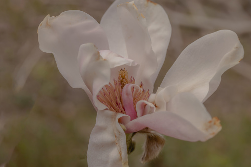 A white magnolia flower blooming in Edwards Gardens.