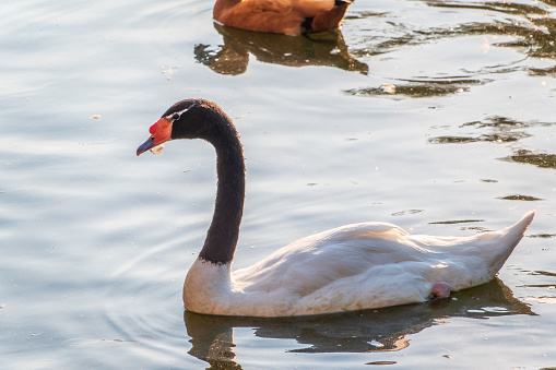 The black-necked swan, Cygnus melancoryphus, is a swan that is the largest waterfowl native to South America. The body plumage is white with a black neck and head and greyish bill and white stripe behind eye.