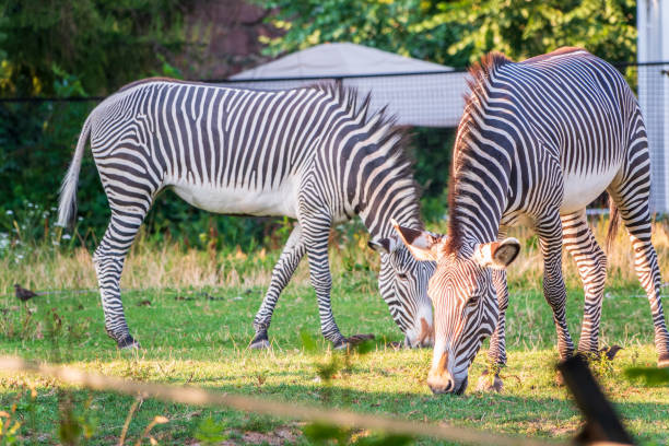 istock Grevy's zebra, lat Equus grevyi, also known as the imperial zebra eats green grass. 2150360005