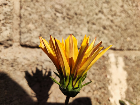 Photograph of a yellow South African Treasure Flower with a concrete block background