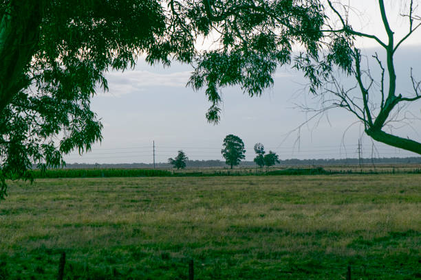 Sunset on the pasture fields , in Argentina
