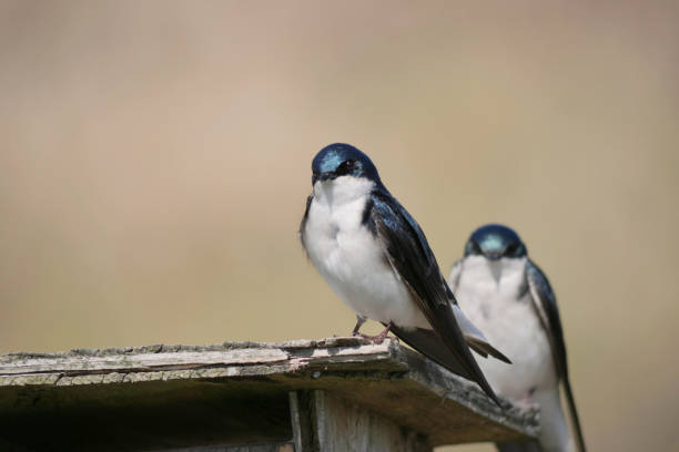 istock Tree swallows perched on a birdhouse at the Pitt River Dike Scenic Point 2150360597
