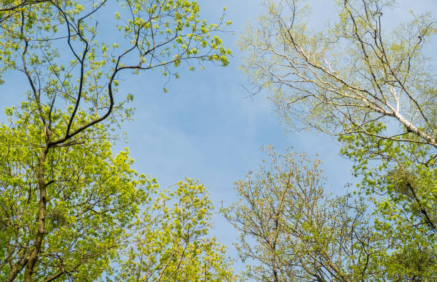 Blue sky with clouds in a frame of spring tree crowns. View from the bottom of the treetops.